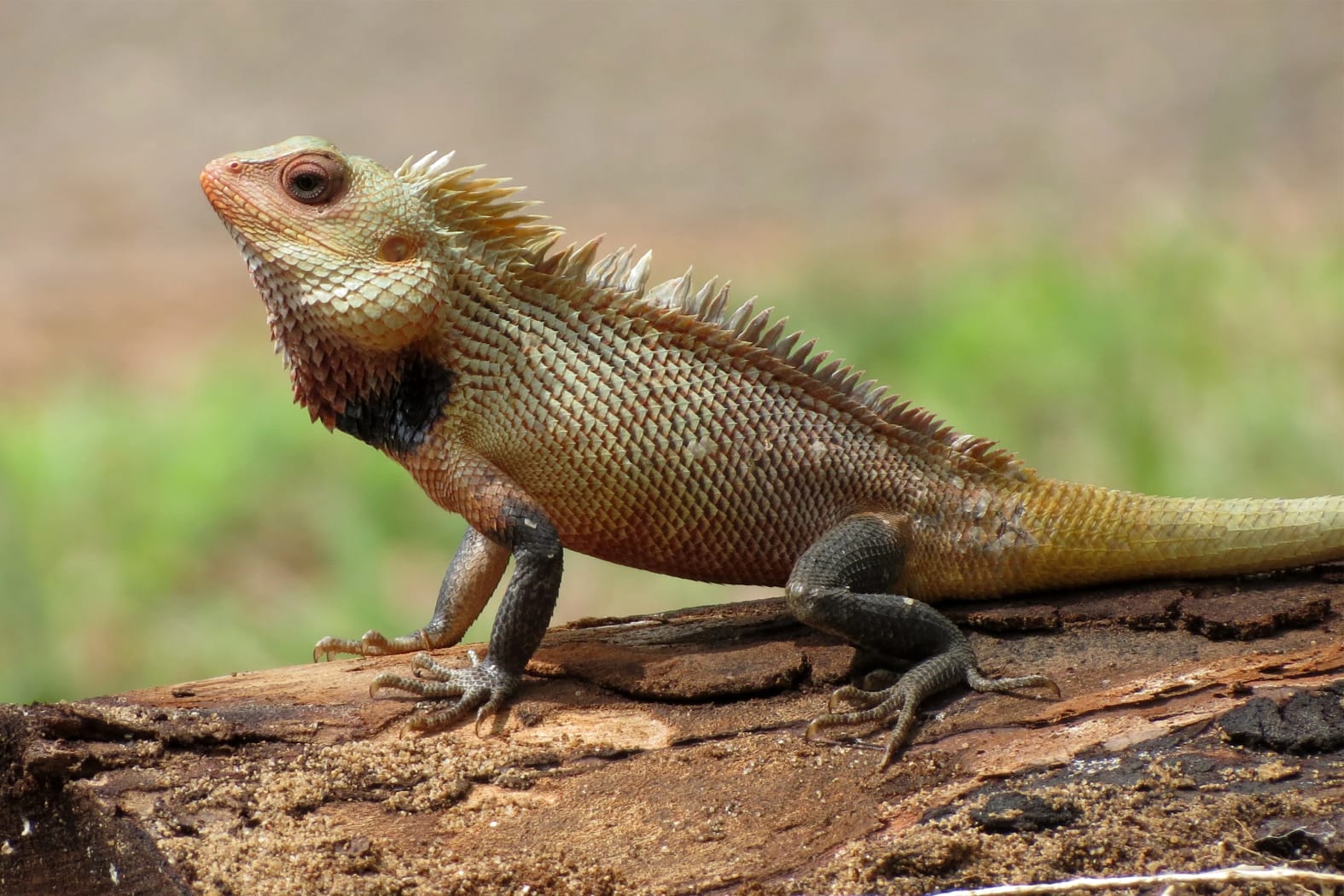 Oriental Garden Lizard