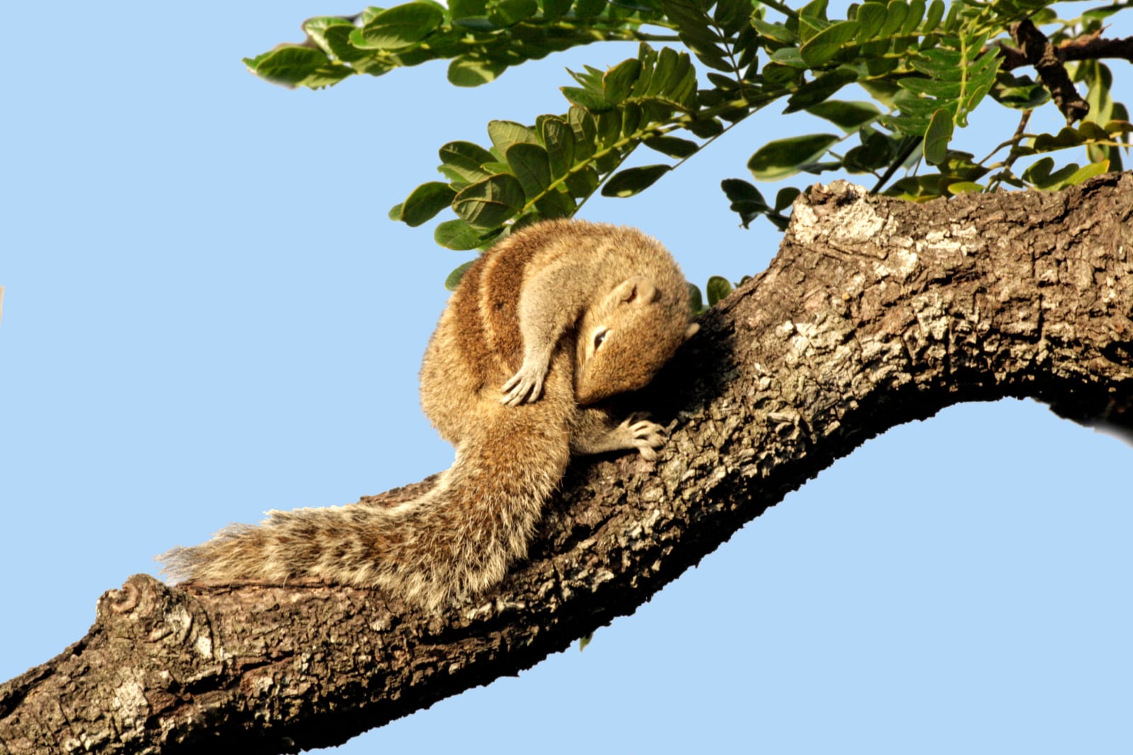 Squirrel