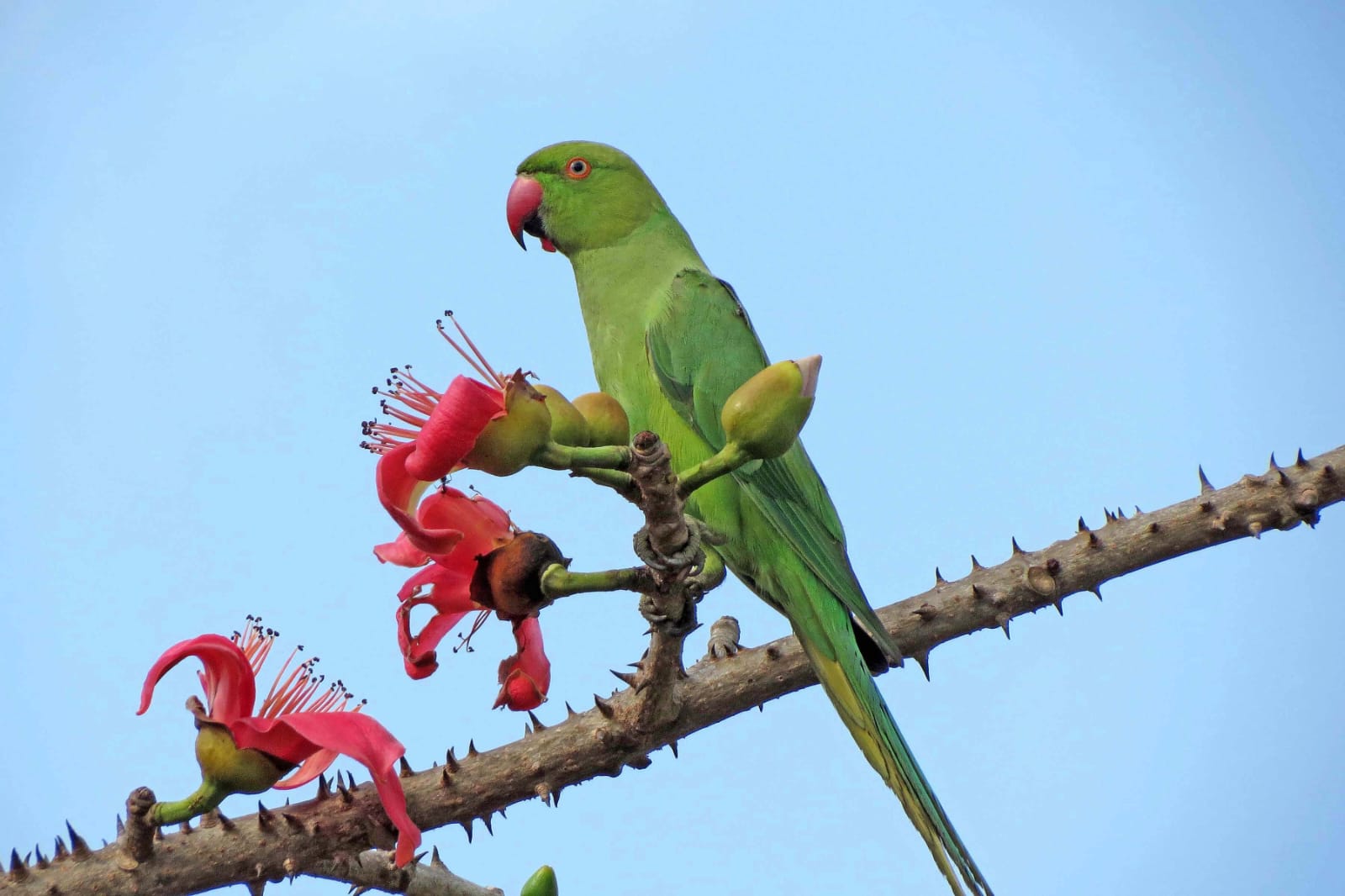 Green Rose Ringed Parakeet 