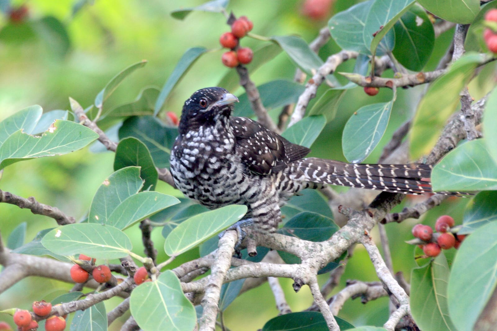 koel Female