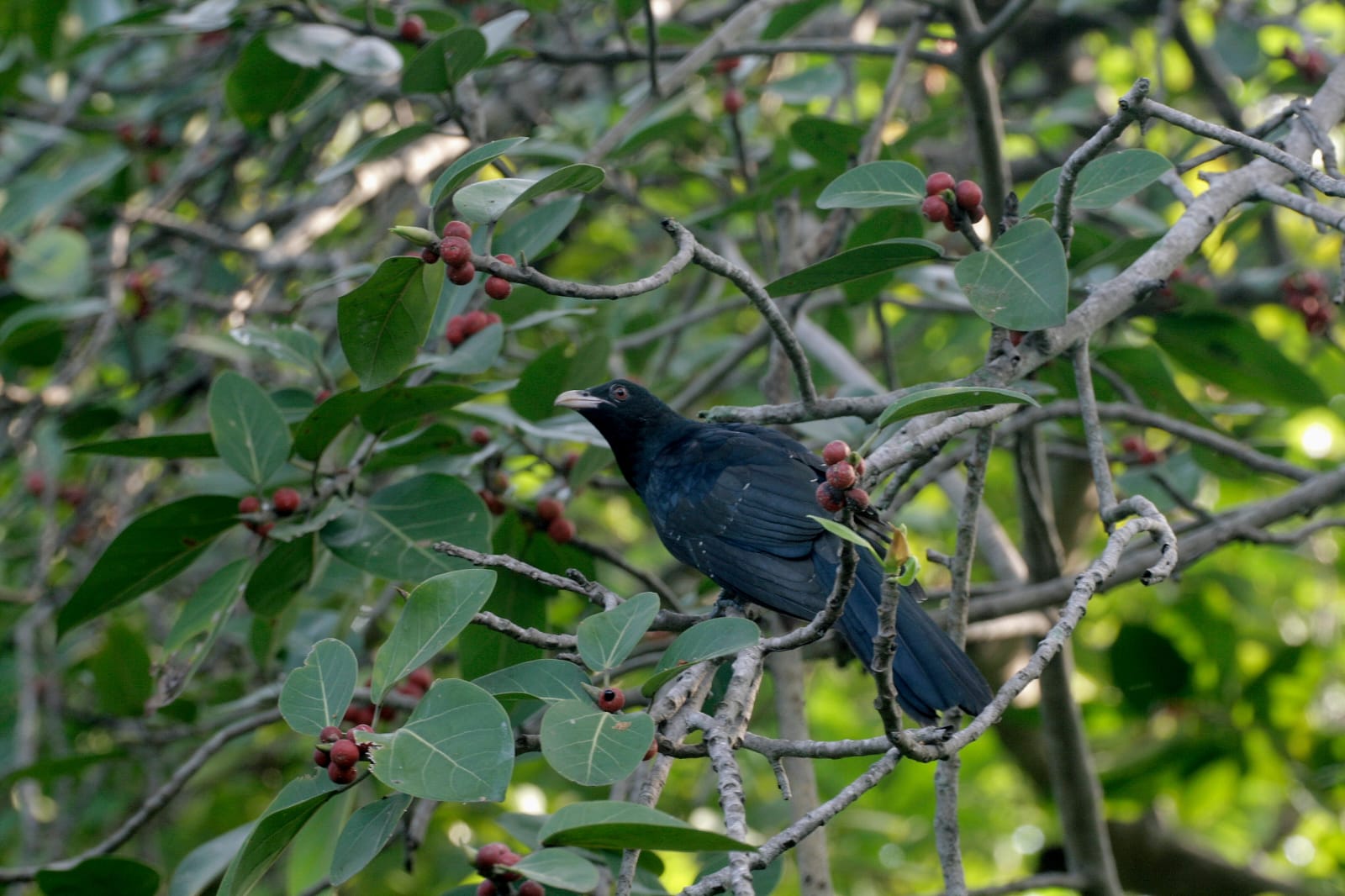 koel Male