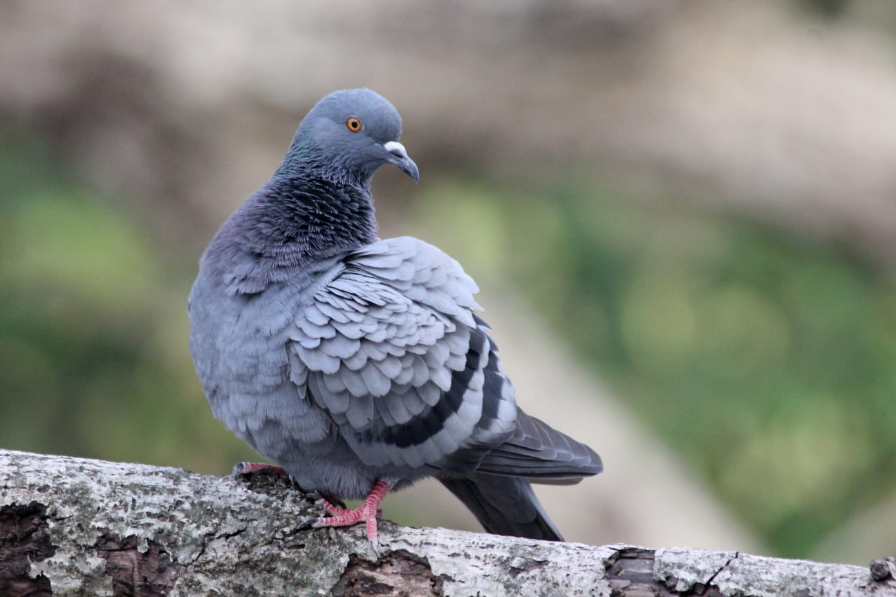 Rock Pigeon