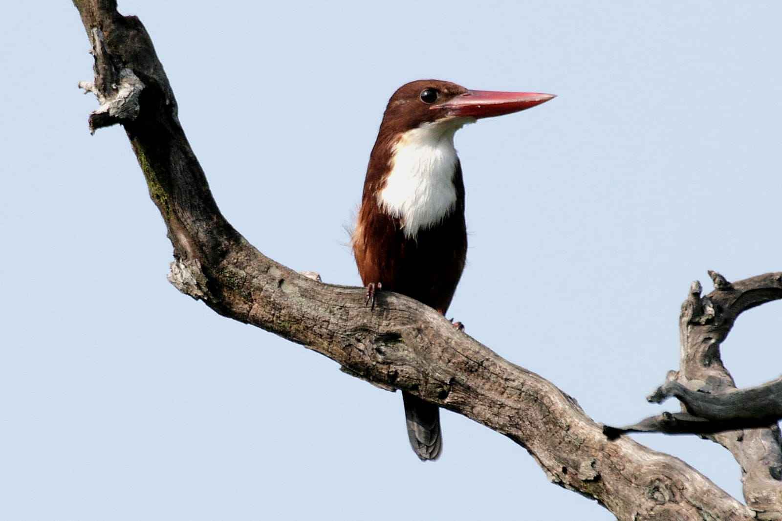 White Throated Kingfisher