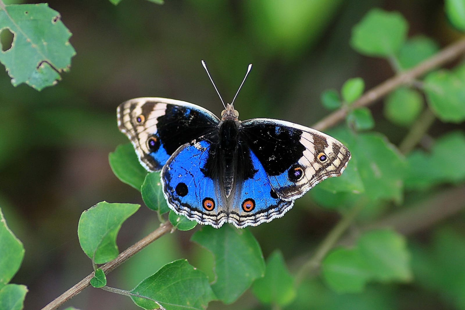 Blue Pansy Butterfly