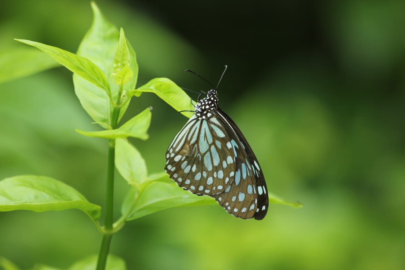 Blue Tiger Butterfly
