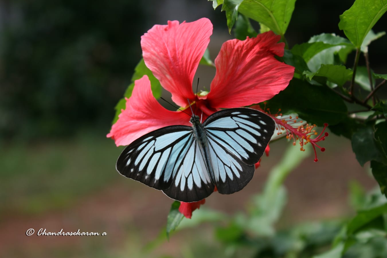 Common Wanderer Butterfly