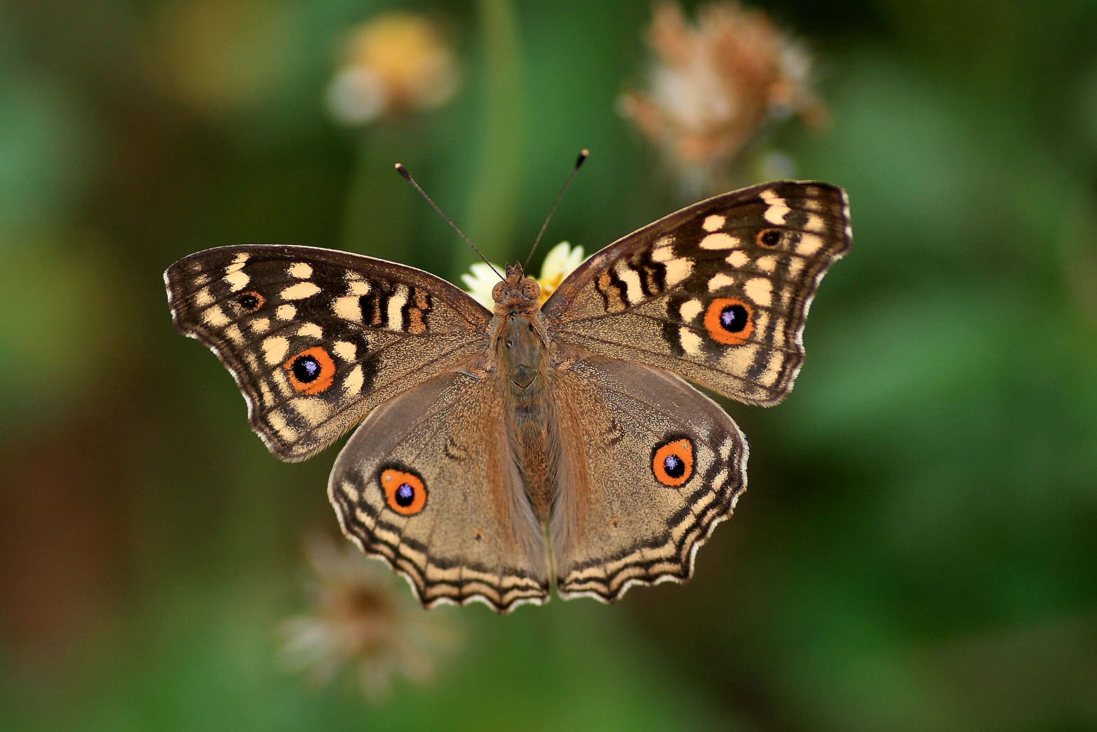Lemon Pansy Butterfly