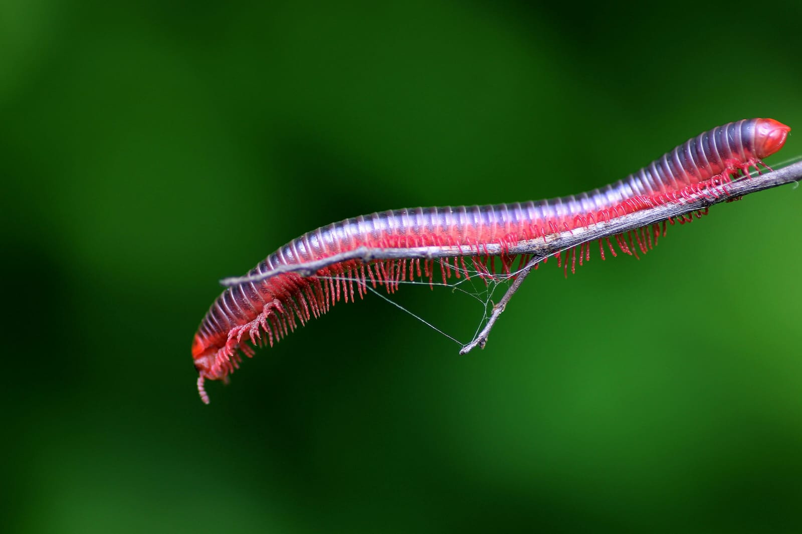 Rusty Millipede