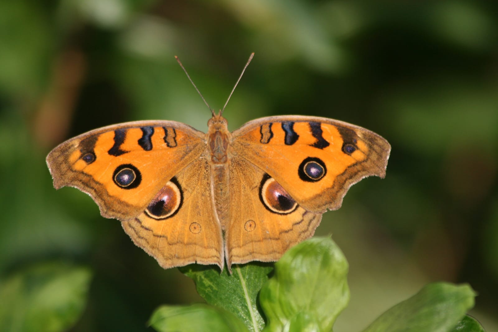 Peacock Pansy Butterfly