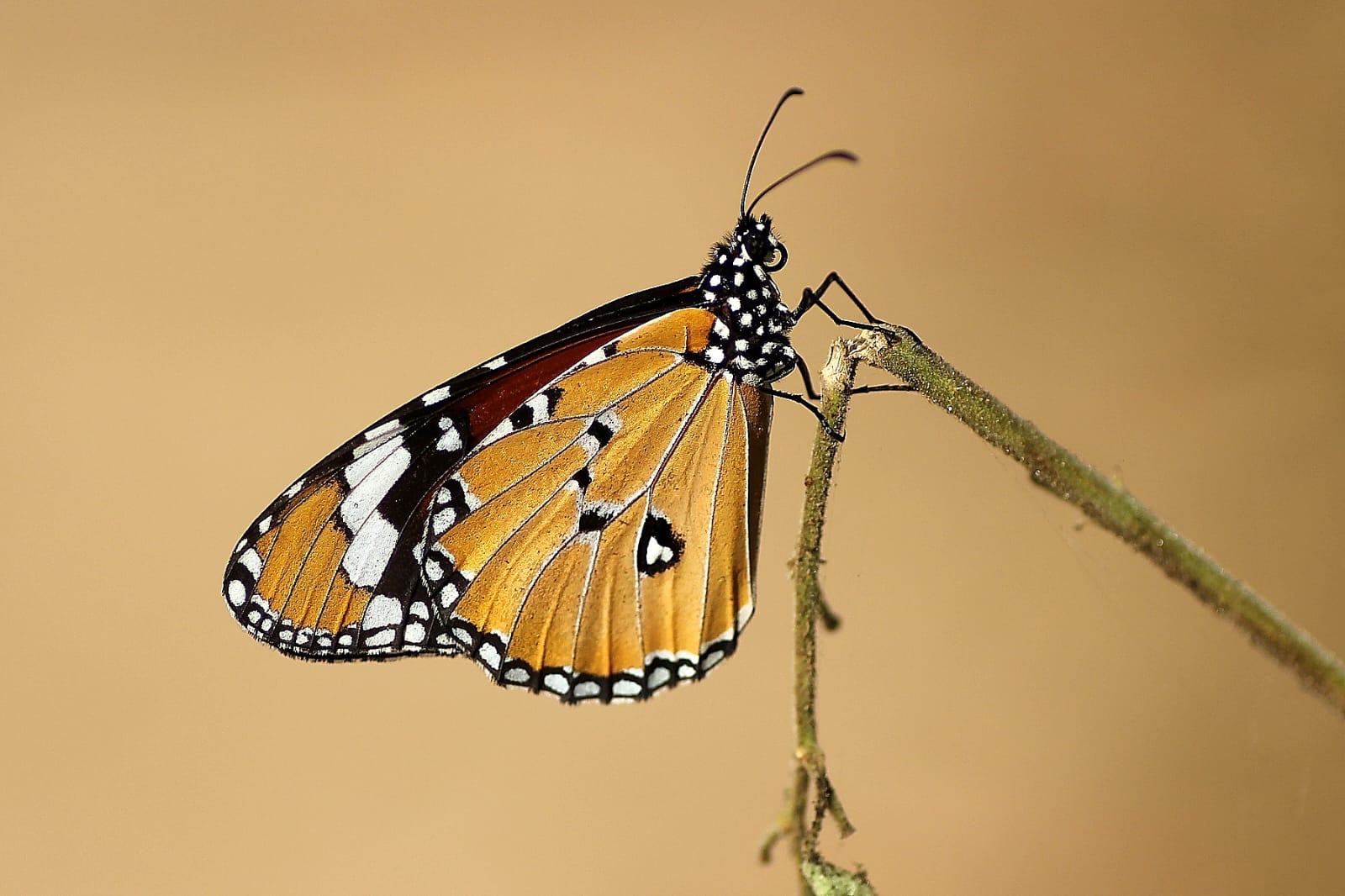 Plain Tiger Butterfly