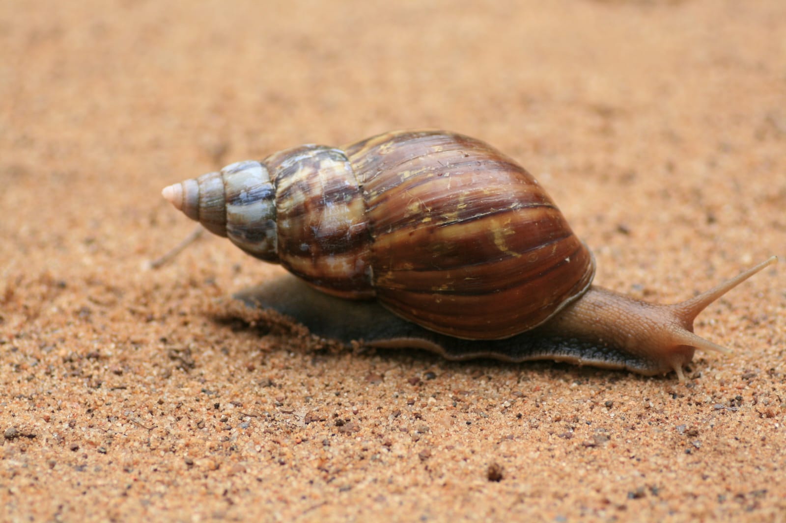 Giant African Snail